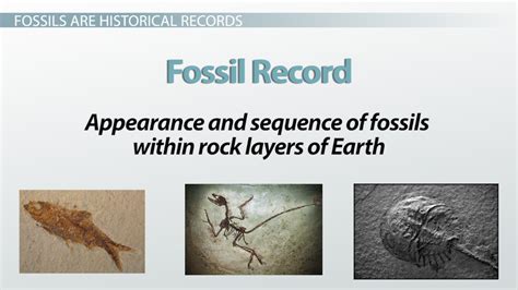 fossil evidence definition